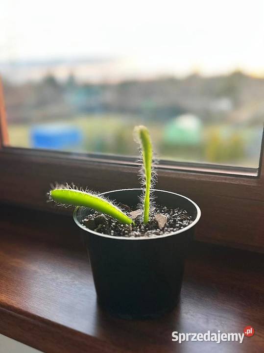 Smoczy owoc Pitaja Dragon Fruit Egzotyczny zachodniopomorskie Białogard