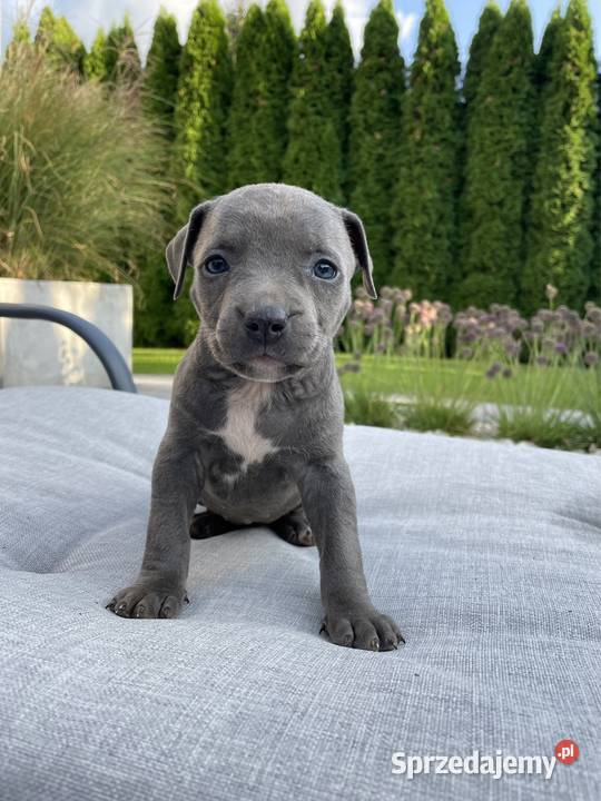 Amstaff suczka American Staffordshire Terrier wielkopolskie