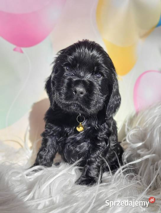 Cocker spaniel angielski pieski i suczki