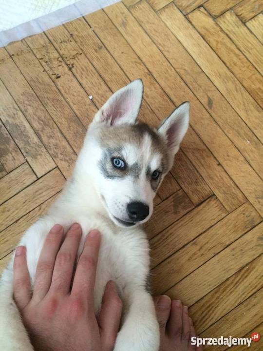Siberian Husky RODOWÓD EU Paszport Warszawa