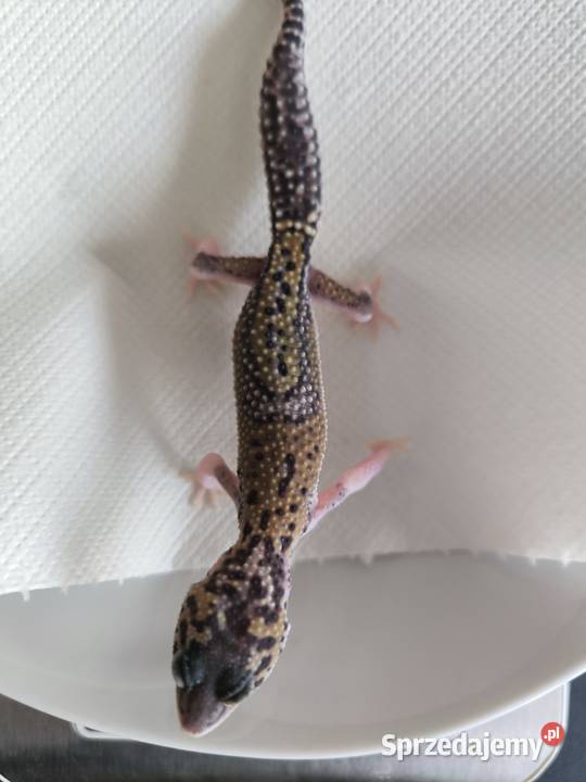 Eublefar lamparci Gdańsk