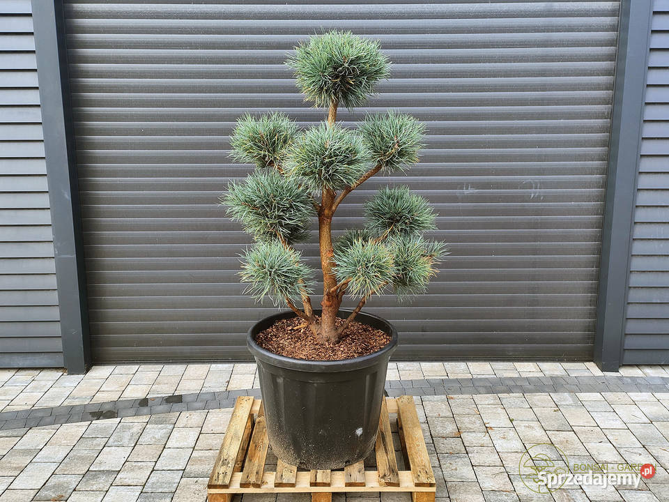 Sosna pospolita Watereri 074 Bonsai ogrodowe Warszawa