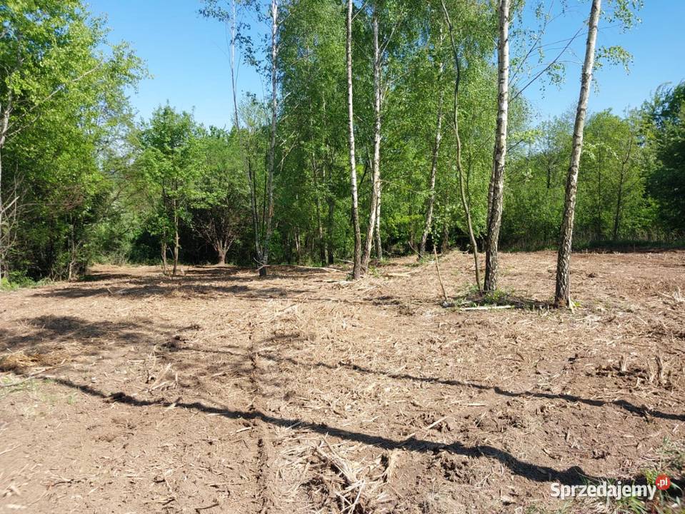 Wycinka ścinka drzew czyszczenie działek usługi małopolskie Bochnia