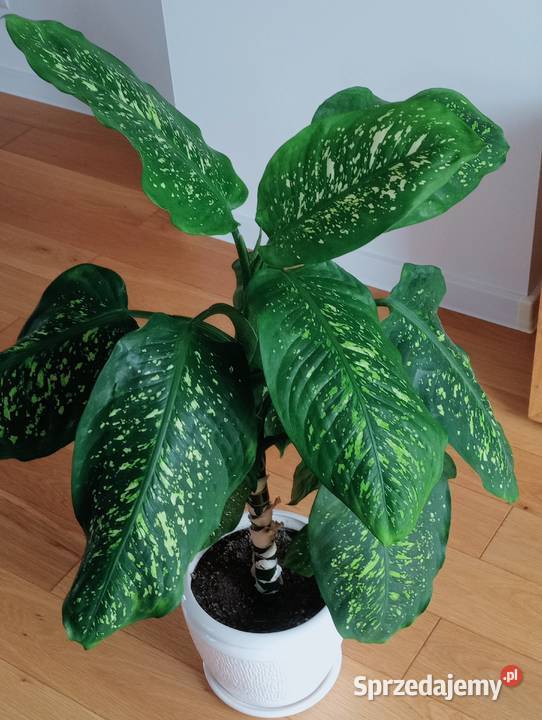 Kwiatek zielony Difenbachia Iwaniska