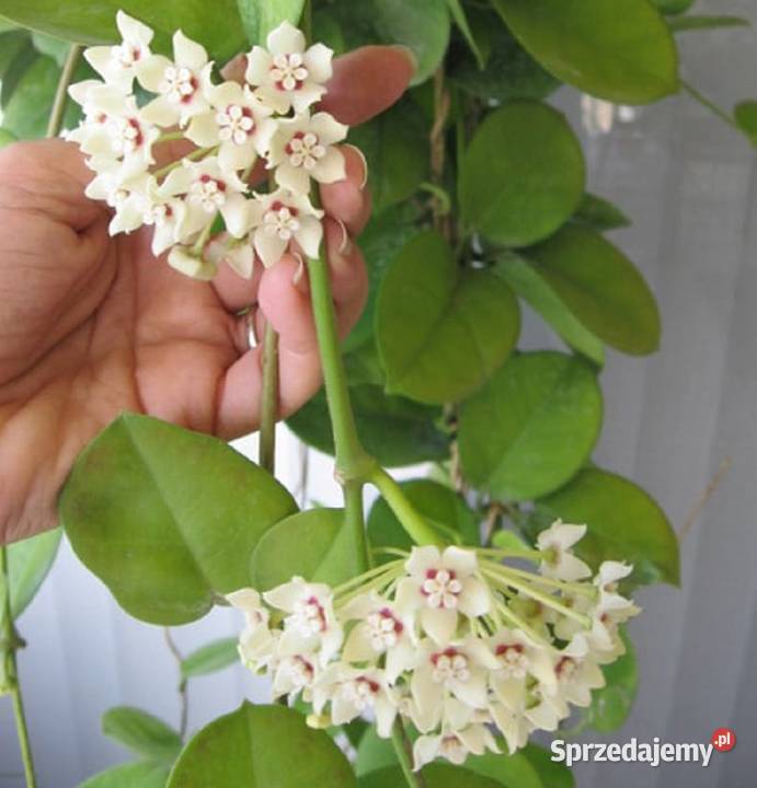 Hoya Australis hoja hoia z szypułką kwiatową i stożkiem wzrostu ...