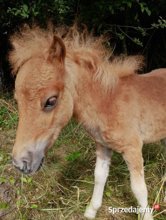 Na sprzedaż trzy kuce – możliwość zakupu pojedynczo lub w komplecie
