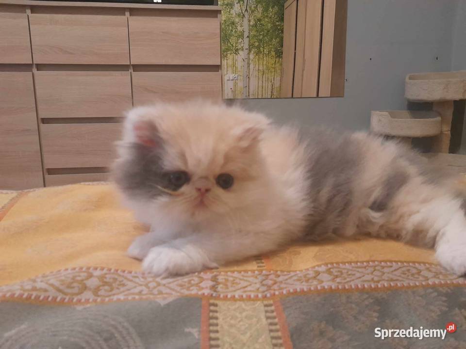 Kotka perska tricolor