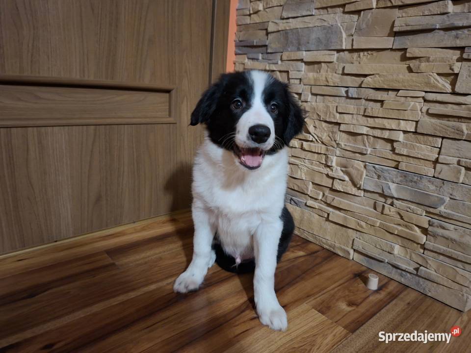 Border Collie szczeniaki inteligentne Ziębice