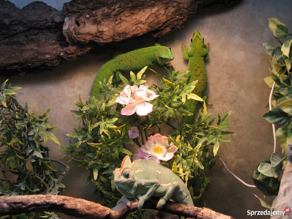 FelsumyFelsuma Madagaskarska Grandis High Red ni mazowieckie Warszawa