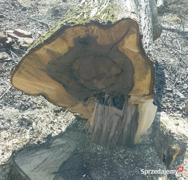 Kłoda orzech włoski Batorz