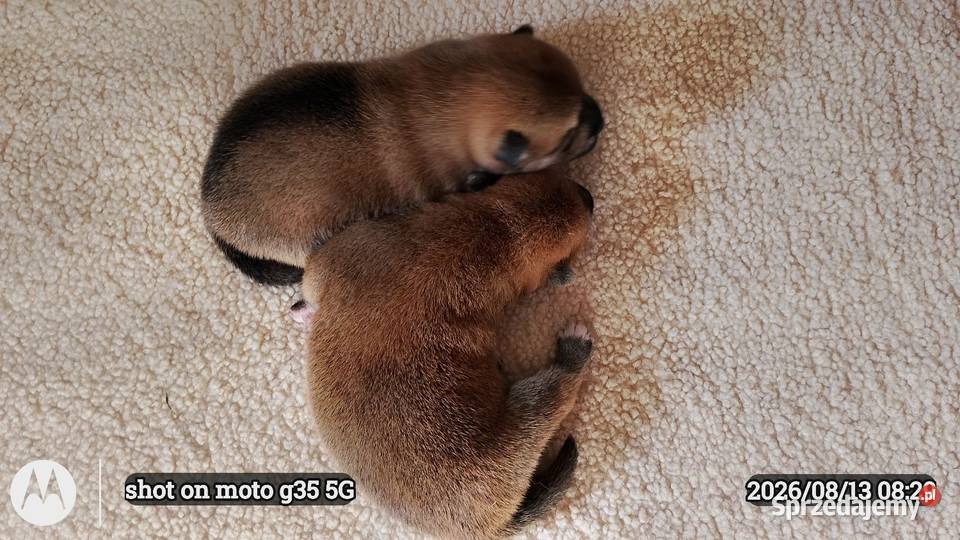 Rezerwacje na dwoje szczeniąt rasy Shiba Inu Bychawka Trzecia