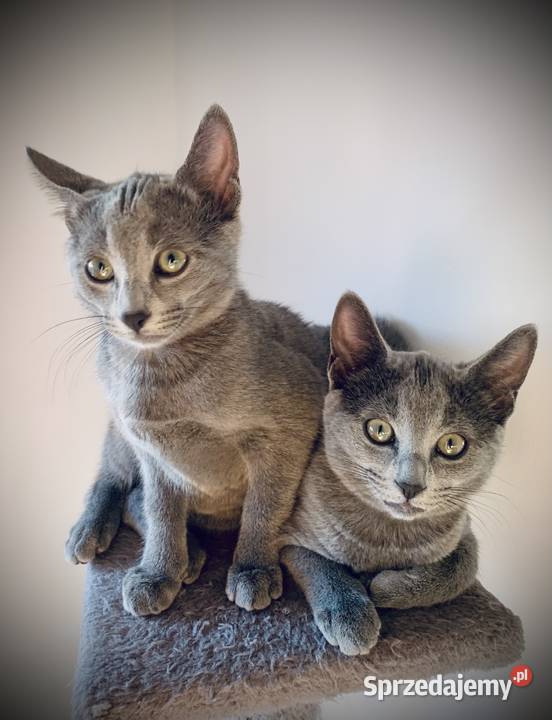 Kociaki Rosyjskie Niebieskie Poznań