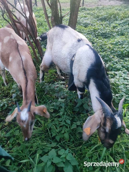 Kozy anglonubijskie łódzkie Krosnowa