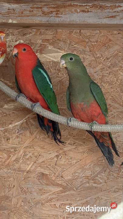 Papugi szkarłatki królewskie para Strzegom