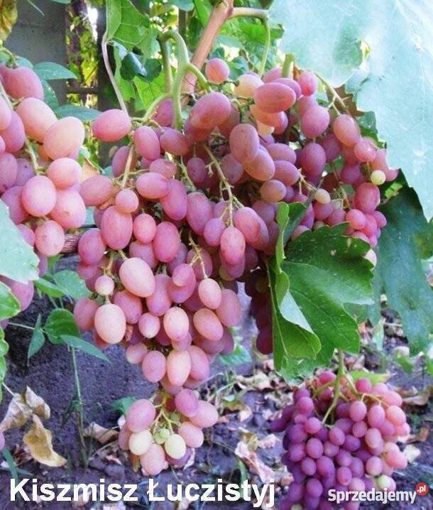 Elitarne winorośle z Ukrainy Kraków
