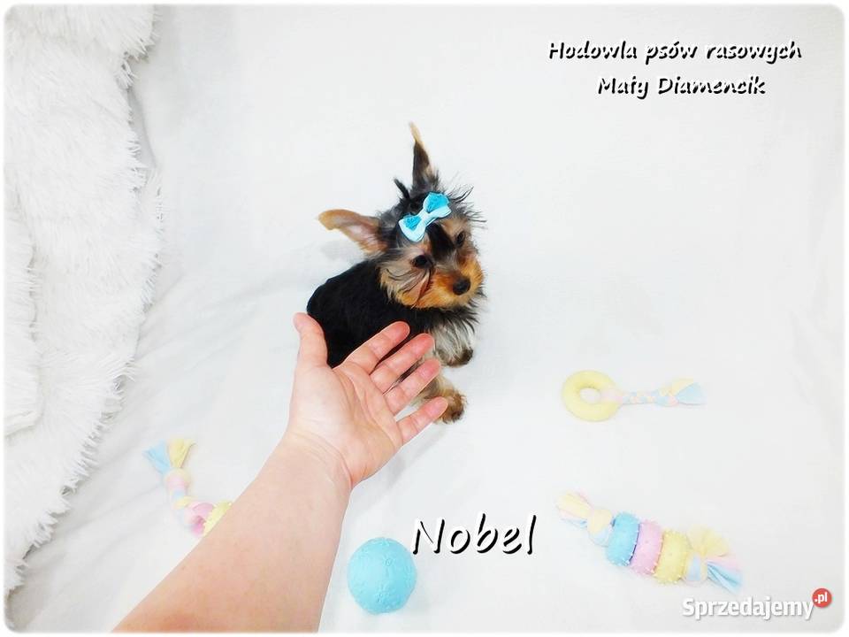 Yorkshire Terrier Malutki Mini Piesek NOBEL z Żary