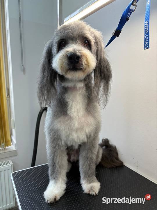 Strzyżenie czworonogów Szczecin Prawobrzeże Fryzjerstwo i kosmetyka