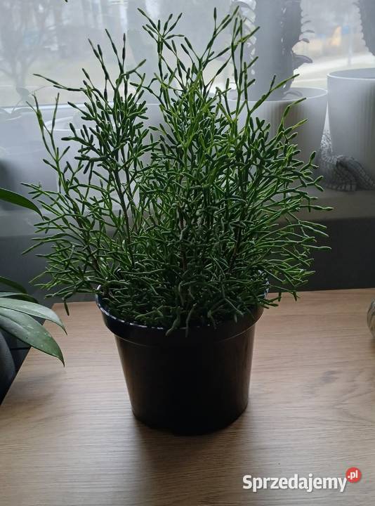 Hatiora salicornioides ładna duża sadzonka Częstochowa