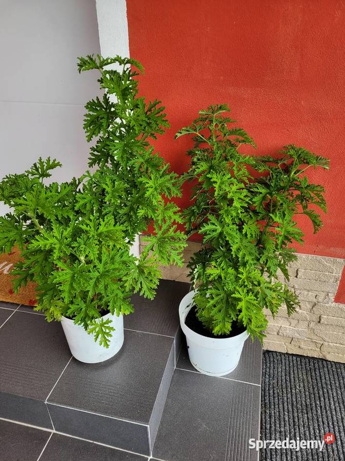 Anginowiec geranium Pelargonia pachnąca Roślina Zator sprzedam