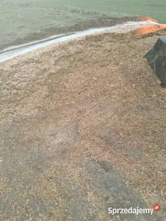 Kiszonka z kukurydzy sprzedam