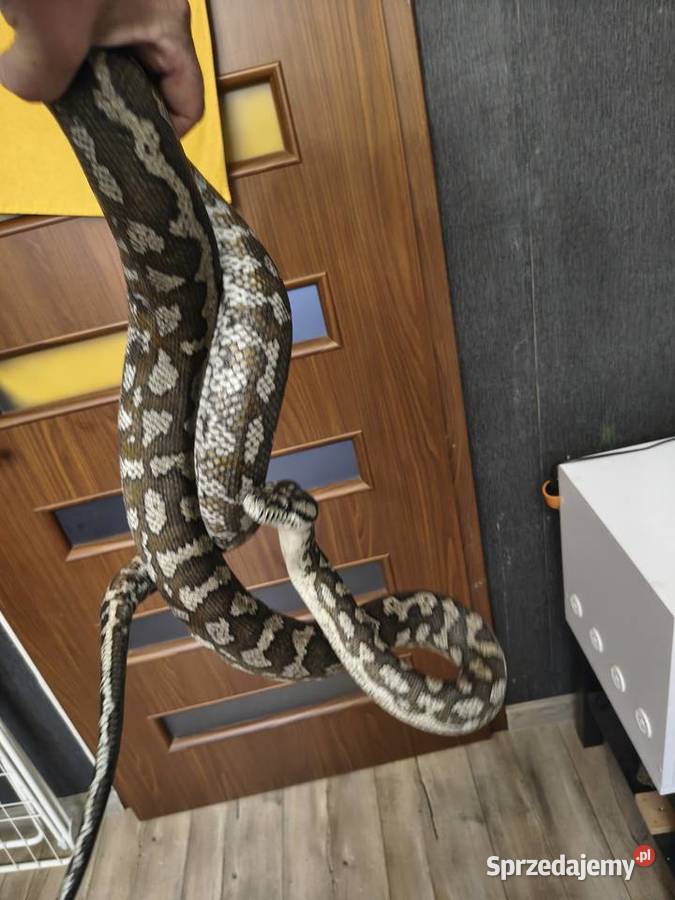 Morelia Spilota Variegata Samica Radlin