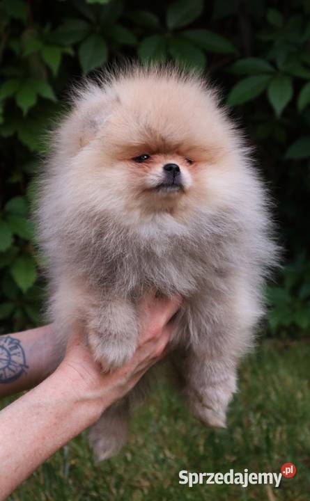 piękna dziewczyna pomeranian wielkopolskie Pleszew