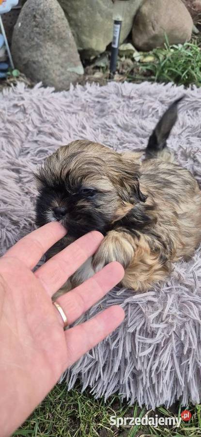 Shis tzu szukaja domku Psy Pilzno