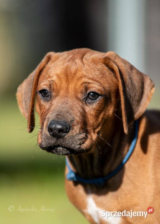 Rhodesian Ridgeback FCI ZKwP Zwierzęta