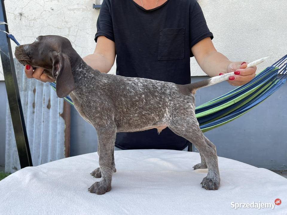 WYŻEŁ NIEMIECKI SZCZENIAKI Kadłub Turawski