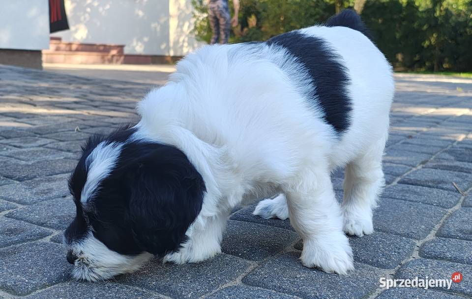 Suczka Polski Owczarek Nizinny Rodowód FCI Chotomów sprzedam