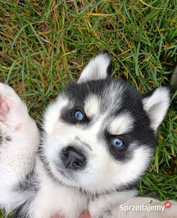 Szczeniaczki Siberian husky z elitarnym łódzkie Krośniewice