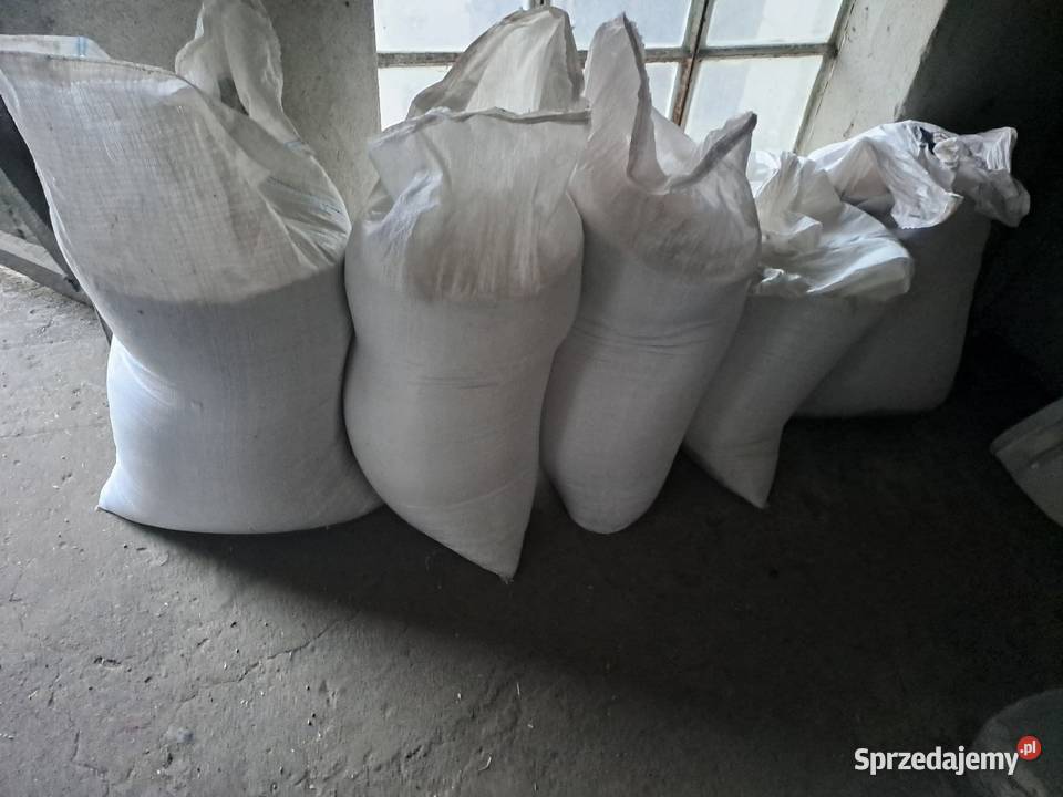 Pszenica Ozima Julius 2025 50 worki zworkowana sprzedam