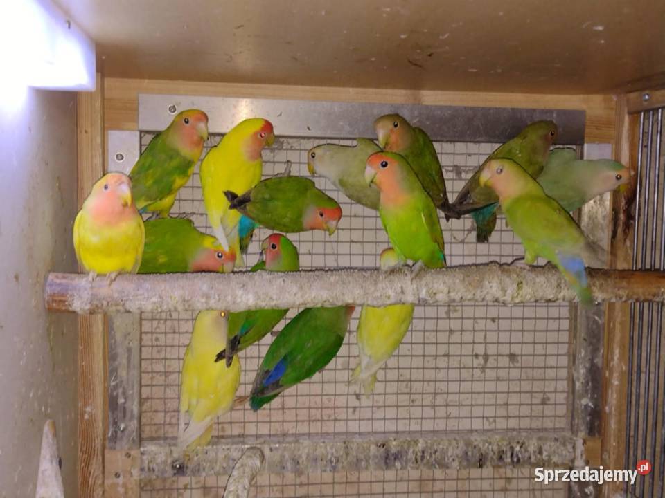 Rozella białolica nierozłączka zeberki