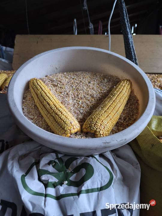 kukurydza srutowana mielona Pajęczno