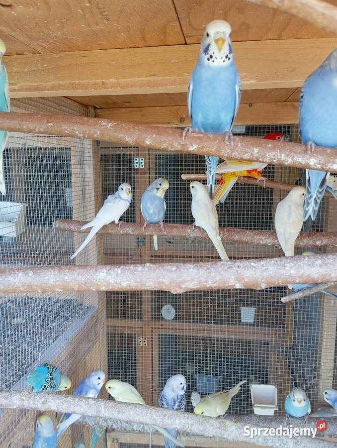 Papugi faliste papużki faliste piękne kolory Jasło