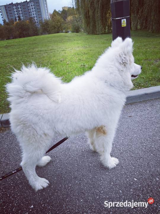 Samojed piesek 5mcy Championie Polski Halinów