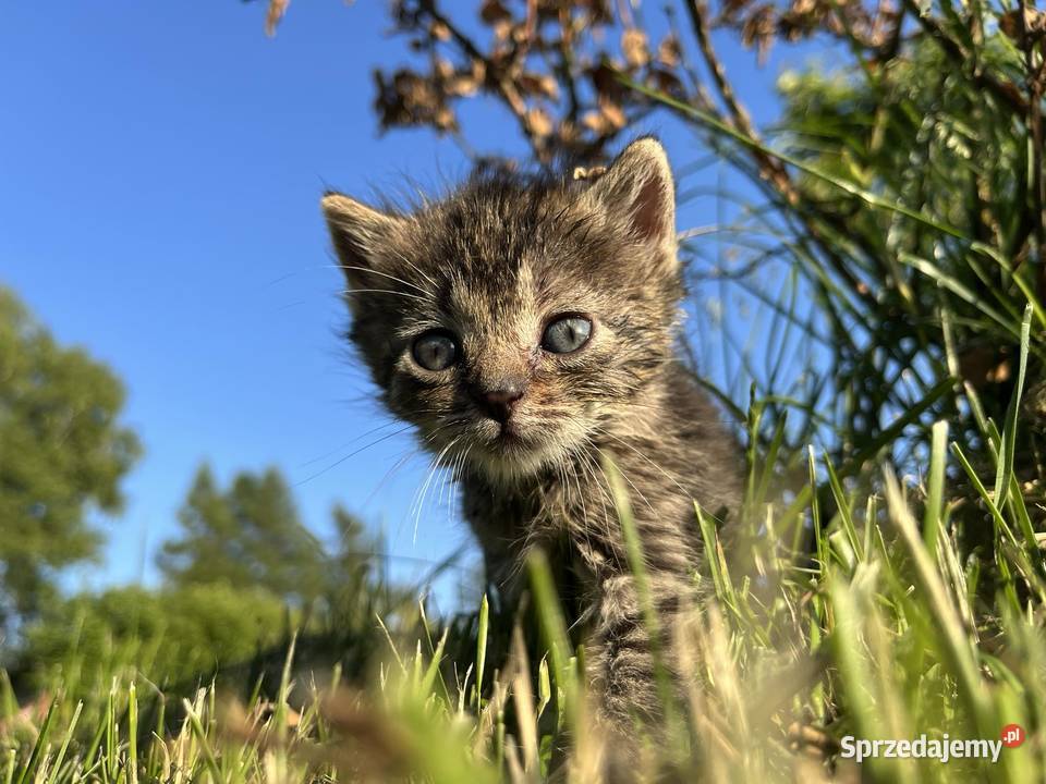 Oddam kotki w ręce Pilica sprzedam