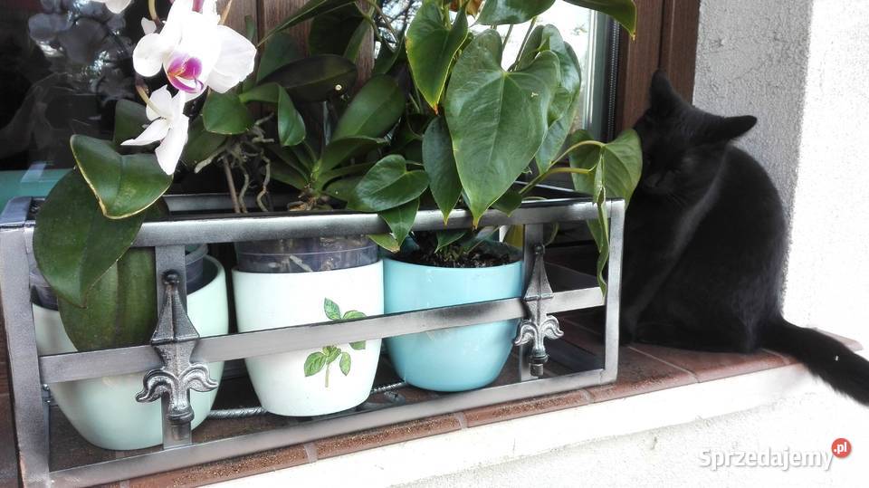 Kwietnik kwiaty doniczki donice skrzynki Kolbuszowa