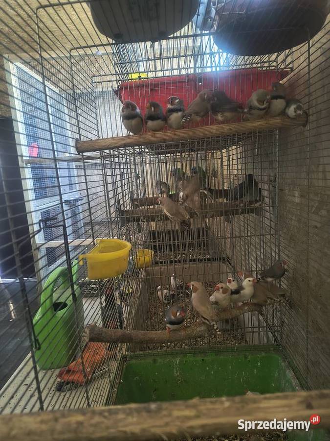 Papugi różnych gatunków Jaworowa