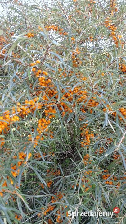 Rokitnik samopylny Firestdorfe Orange