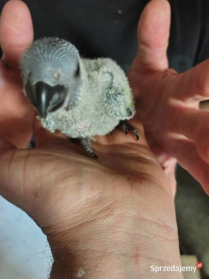 Do ręcznego karmienia młode Chudów