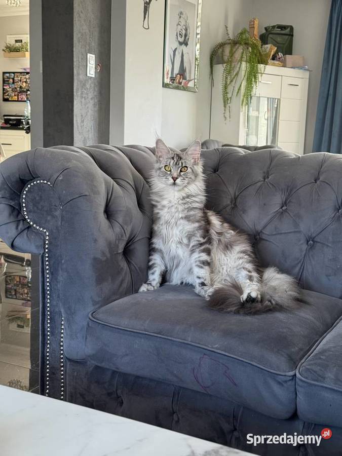 Kocurek Armani Maine Coon Nowa Wieś Lęborska