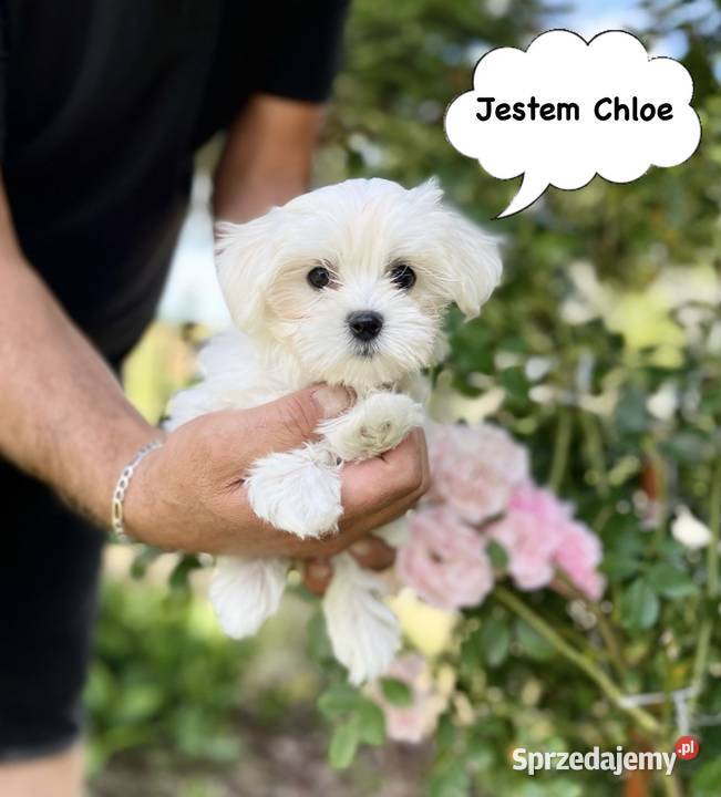 4 maltańczyki maltańczyk suczka z rodowodem Śrem