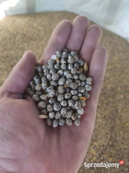 Łubin gorzki karo czyszczony Rybiczyzna