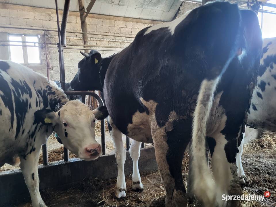 Jałówki wysokocielne