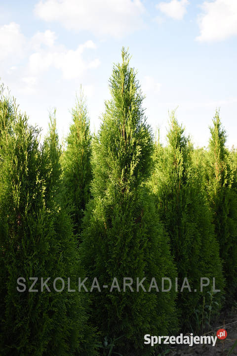 Tuja Smaragd Szmaragd Thuja Żywotnik zachodni Rośliny Sompolno