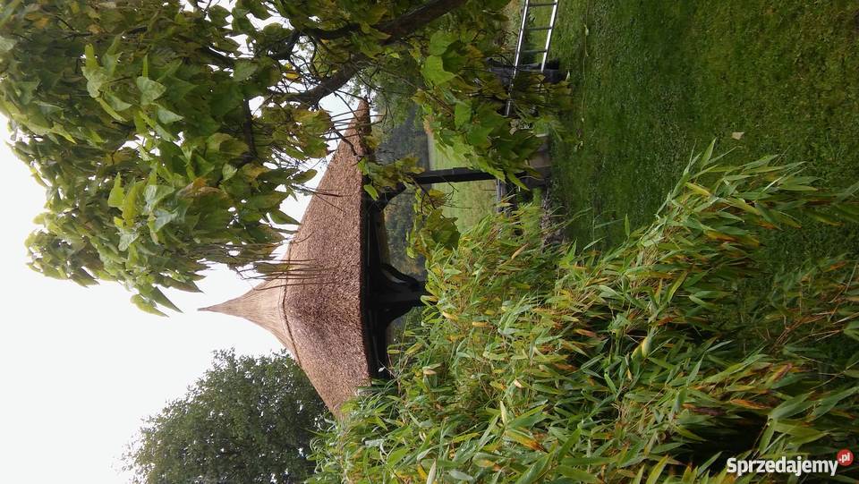 Dachy trzcinowe trzcina remont renowacja starych wielkopolskie Stogi