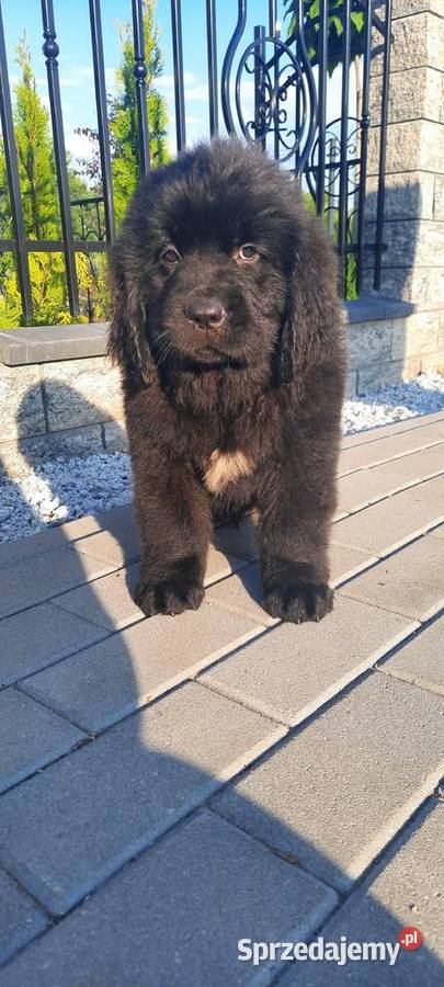 Szczeniaki Nowofundland Wodołaz ZKWP FCI Oborniki