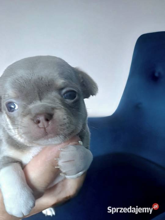Niebieska Ziawjskowa Dziewczynka Chihuahua sprzedam