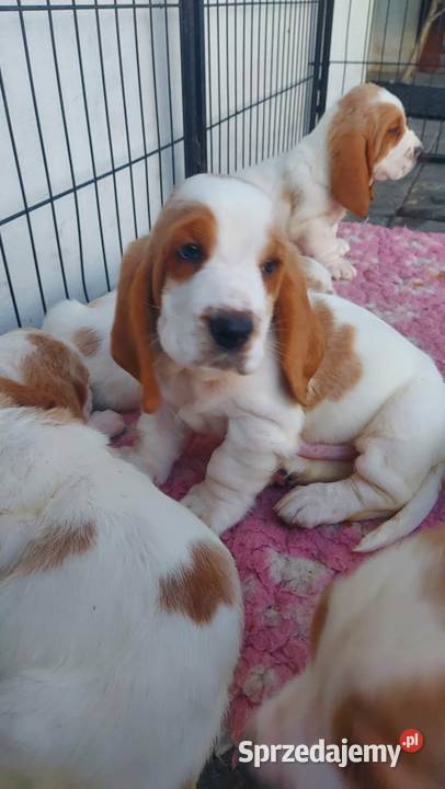 Basset hound szczenięta z renomowanej hodowli Batorowo